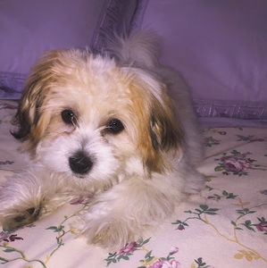 Meet your Posher, Laura rose